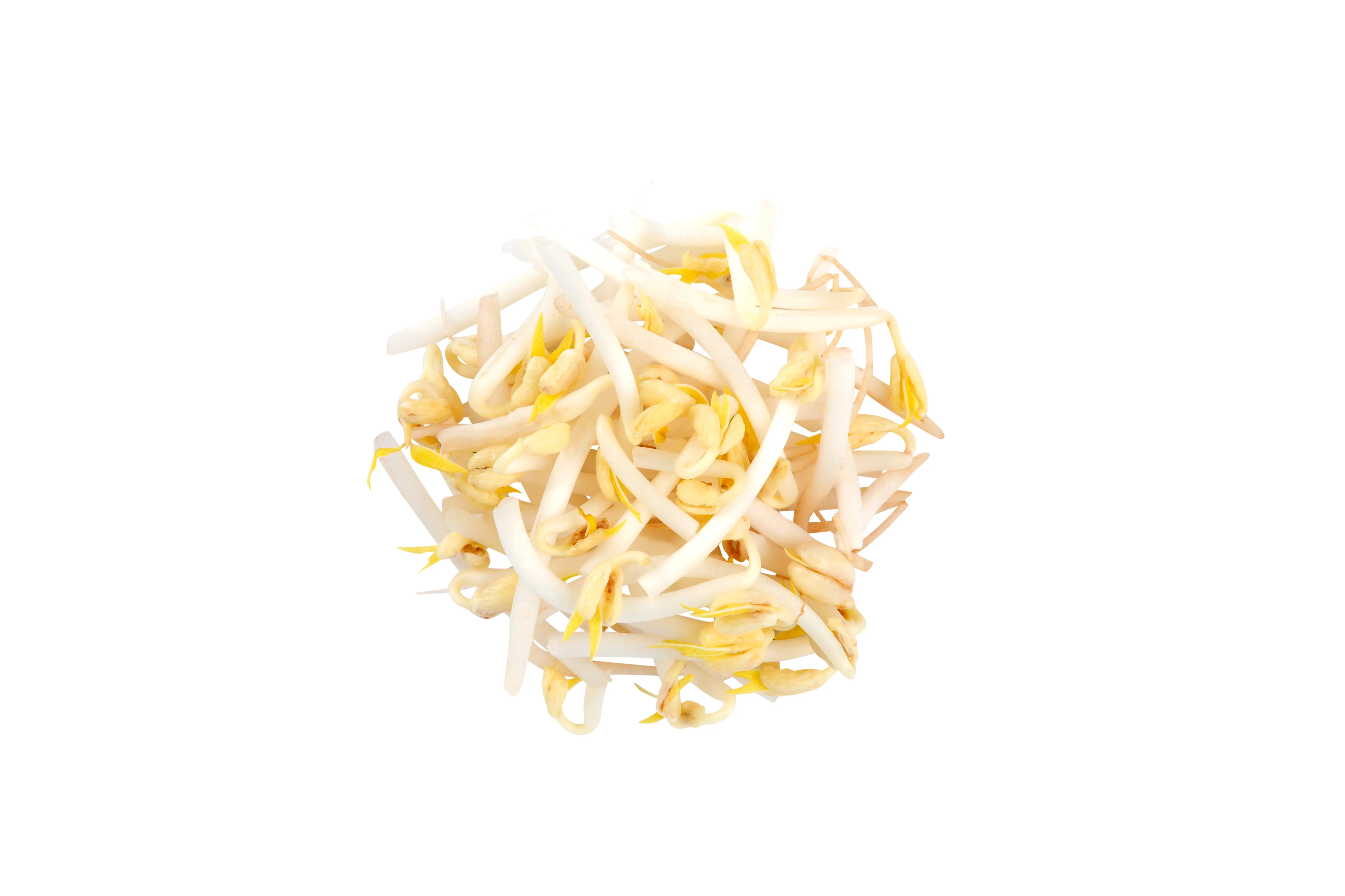 Mungobohnensprossen frisch – Convenience GmbH